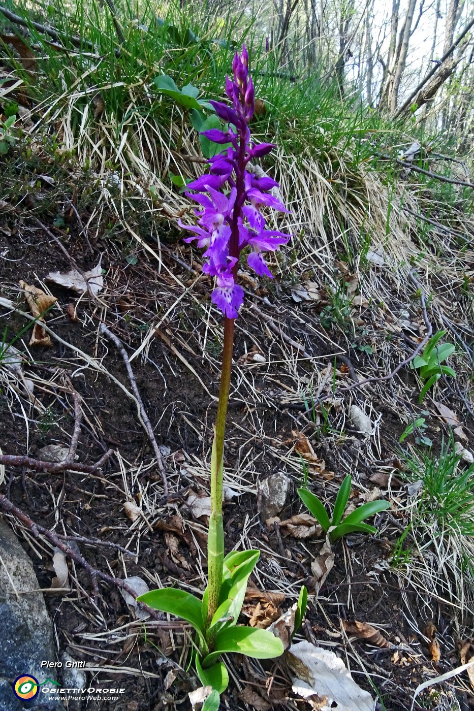 67 Orchidea.JPG -                                